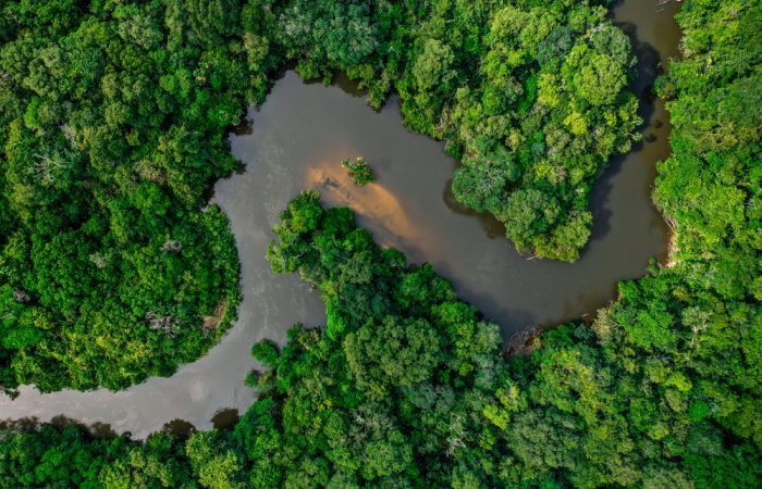 Jungle and river in the Amazon