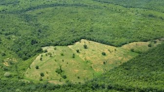 (Agri)business as Usual: Curbing Deforestation in the Amazon Rainforest