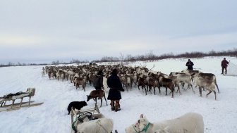 Reindeer in Naryan-Mar, Russia.