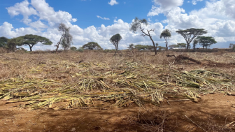 A plot of land that was in the process of being cleared for agriculture in Kenya. Photo by Amanda Clark