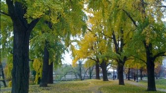 Washington's Rose Park and the Lessons of Welcoming Public Space