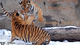 Sino-Japanese Relations After the Cold War: Two Tigers Sharing a Mountain