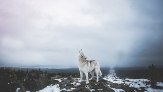 Cutting through the Noise: Engaging the Public in Arctic Science