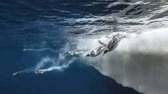 Penguins in Antarctica 