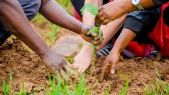 People planting during the launch of the “Strengthening Climate Resilience of Rural Communities in Northern Rwanda” project in the Gicumbi District funded by the Green Climate Fund.