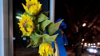 Sunflowers tied to a pole