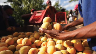 South African farmers pick peaches