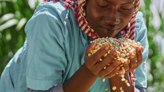 Woman harvesting coffee beans