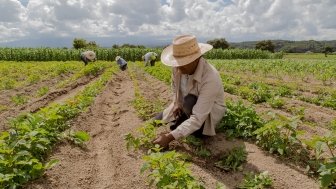 Mexican agricultural worker