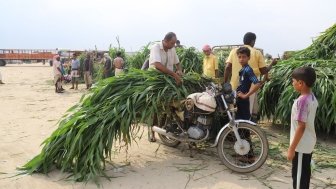 Yemen Farmers