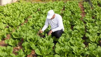 Palestine lettuce farmer