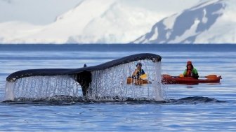 Antarctica whale tail 