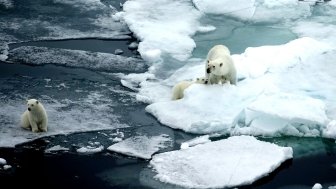 Polar bears on thin ice