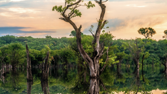 How October’s Presidential Race Will Impact the Brazilian Amazon