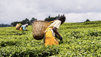 African women harvest tea leaves near Nandi Hills, Kenya.