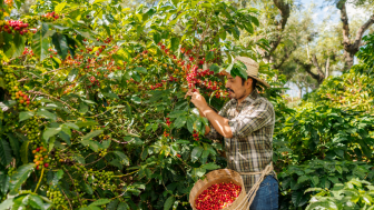 Farmer picks coffee beans