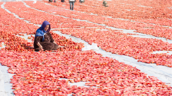 Syrian Refugee Worker