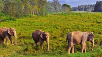 Wild landscape with Asian elephants in Chitwan, Nepal