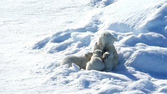 Polar bears Robin Wright 8