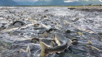 Salmon spawning