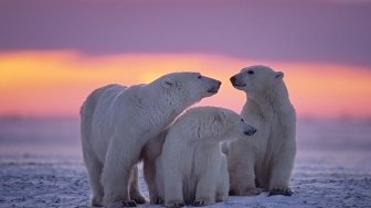 Three polar bears in the snow