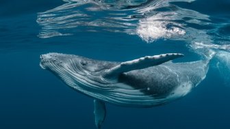  The High Seas Treaty and Latin America’s Role in Marine Conservation