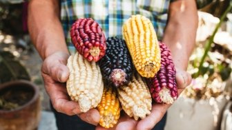 The GMO Corn Case