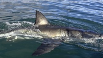 Shark back and dorsal fin above water. Fin of great white shark, Carcharodon carcharias, South Africa, Atlantic Ocean