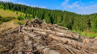 Pines cut down and abandoned along a forest road in the Carpathians, western Ukraine.