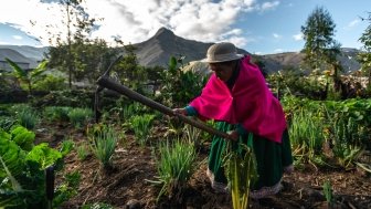 An Indigenous woman carrying a hack or axe to work the fields in Nisag, Chimborazo / Ecuador