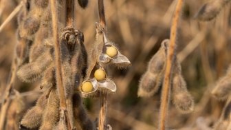  Soy beans drought