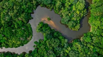 Jungle and river in the Amazon