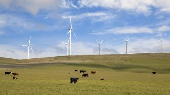 cows and wind turbines