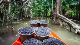 Acai: Pathways for Sustainable Development