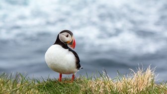 Puffin in Iceland