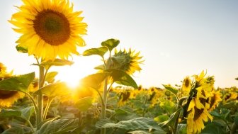 Artistic photograph of sunflowers