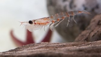 Antarctic krill, which floats in the water near the rocks