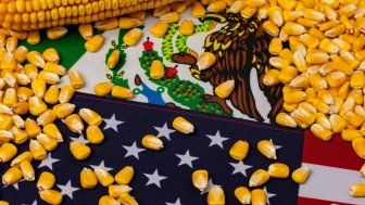 United States of America, Mexico flags and corn kernels. Agriculture trade, GMO ban, imports and exports concept.