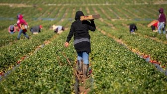 Farm field workers dressed warm while harvesting