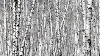 birch forest