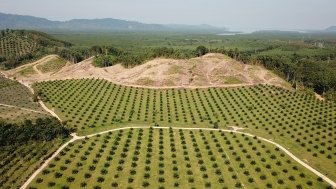 Image - Deforestation in the Brazilian Amazon 