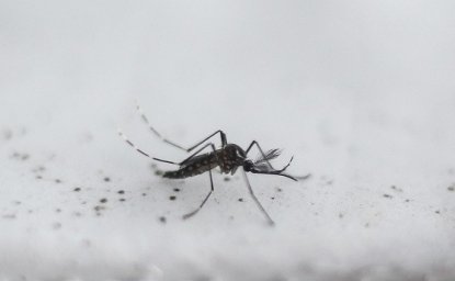 Global Mosquito Alert