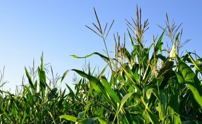 Biofuels and the Green Energy Push: Brazil-U.S. Cooperation in Implementing Carbon Emissions Reduction Policies