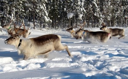 reindeer running