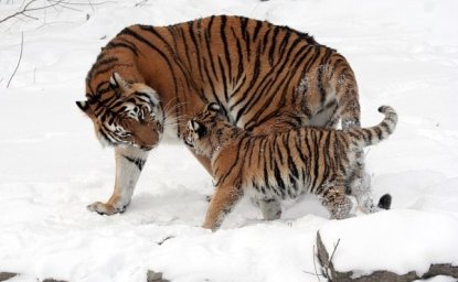 A female Amur tiger