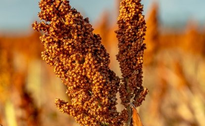 Closeup of a sorghum plant growing in a field