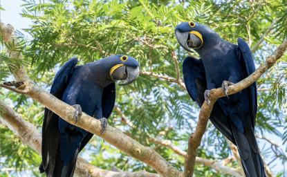 Two rare and endangered Hyacinth Macaws sitting in a tree and looking at the photographer at Pouso Alegre Lodge, Northern Pantanal, Mato Grosso State, Brazil