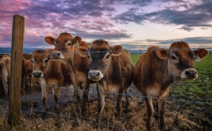 happy cows