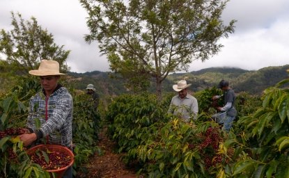 Farmers harvesting coffee in coffee plantations of Guatemala