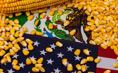 United States of America, Mexico flags and corn kernels. Agriculture trade, GMO ban, imports and exports concept.